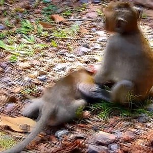 112K views · 718 reactions | The baby monkey is afraid to go alone. #monkey | Monkey New | Facebook