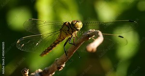 Common Darter dragonfly (Sympetrum striolatum ), Southern France