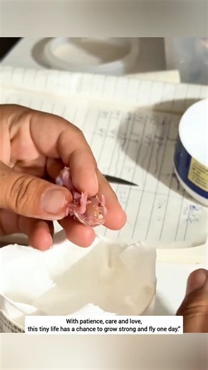 How to care for a newly hatched tiny baby bird #tinybird #care