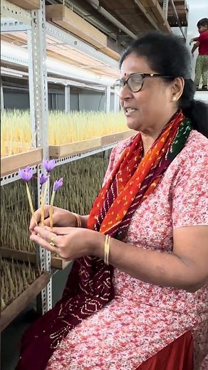 Indoor Saffron Farming | Kesar Kheti | Flowering - Oct 8