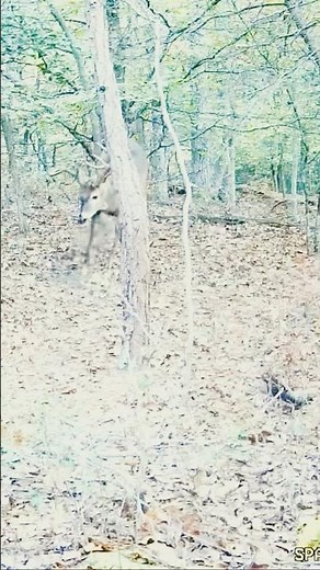 Daylight Buck Scrape! #hunting #wildlife #deerhunting #nature #deer #bowhunting #deerscrape #deerrub