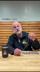 It's the First Day of Summer! Which means its Foxtail Season. What...