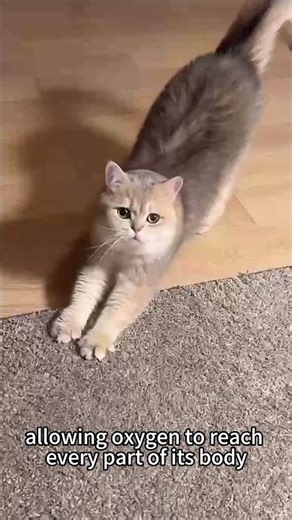 🐱 Cat Yawns: It’s NOT Just Sleepiness! #cat #catlife