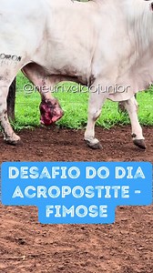 Procedimento de Acropostite e Fimose em Animais: Passo a Passo