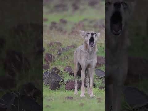 Indian Grey Wolves Howling // Absolute chaos wolf howling sound