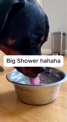 Funny Dog Shower Moments Compilation