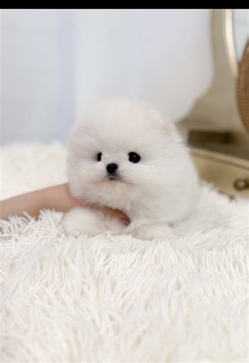 Ttungtti: Adorable White Pomeranian Puppy