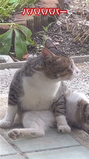 パパパパパー😸😺😸夜昼 #猫