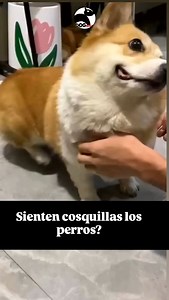 🐶Lo creas o no, las personas y los perros tienen mucho en común, incluida la capacidad de que les hagan cosquillas. 🐾Existen dos tipos de cosquilleo: la knismesis, que es una reacción involuntaria a una sensación en la piel (imagina cómo te sientes cuando te rozan con una pluma) y la gargalesis, que es una risa involuntaria cuando algo toca tus zonas sensibles (imagina que alguien te hace cosquillas en la barriga). Los perros definitivamente experimentan la knismesis, y muchos disfrutan de la 