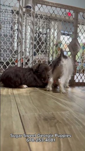 Mini Schnauzer Puppies Sibling Sisters For Sale