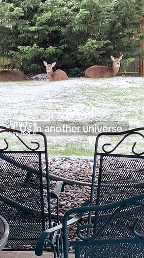 🐊 (@frog_dog_0)’s videos with The Big Rock Candy Mountain - Harry McClintock with Guitar