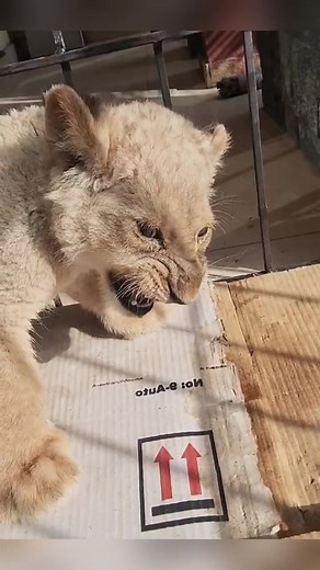 Lion cub orphaned by mother finds a new home with loving girl ❤️ #HeartfeltMoments #InspiringStories #TrueStories #EmotionalJourney #StoriesOfHope #TalesOfCourage #TouchingNarratives #RealLifeHeroes #HeartwarmingTales #StoriesThatMatter #AnimalTale #reels #reelsfb #funnyreels #funnyvideos #memes #viral #usa #uk #girls #boys #English #hollywoodstudios #dogsofinstagram #MarkZuckerberg #petsofinstagram #animallover #followusonfacebook #factsdaily | Dark theoriss