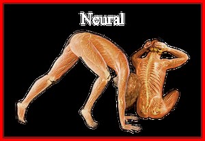 Sistema Nervioso Somático: funciones, características, fisiología y más