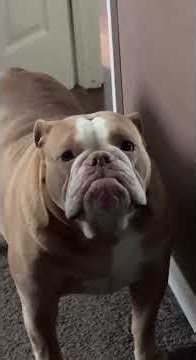 Dogs' FUNNIEST Reactions 😂🐶 | Try Not to Laugh! #shortsfeed #dogshorts