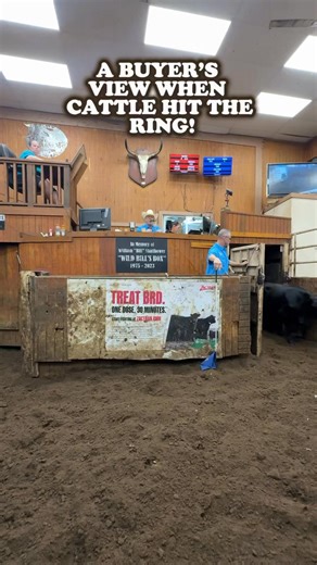 155K views · 615 reactions | Ever wondered what it looks like from a buyer’s chair when the cattle hit the ring? Here’s your front row seat at Cattlemen’s. Week after week, order buyers line these chairs, watching every detail, ready to nod at just the right moment. It’s where relationships, trust, and good cattle all come together. | Cattlemen's Livestock Auction Market, Inc. | Facebook