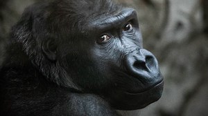 Buffalo Zoo says goodbye to gorilla, who will start a new family at Zoo Atlanta