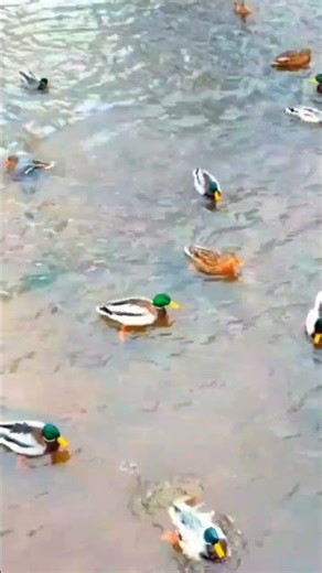 duck sounds 🦆 relaxing nature #shorts