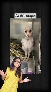 47K views · 1.8K reactions | Plot twist: What if owls are ACTUALLY aliens? #birds #nature #wildlife #facts #biogirlmj #justkeepthinking | Just Keep Thinking | Facebook