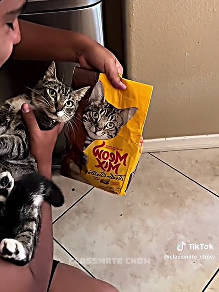 Bro Fit Perfectly 🦁🔥 #pets #cat #cute #catvideo #cutecat | cat videos