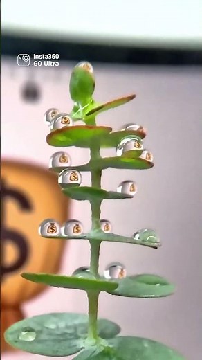 Tiny worlds inside water drops 💧 | Insta360 GO Ultra