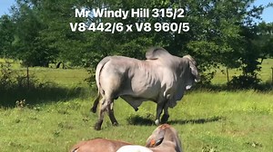 The Butler Polled Brahman herd has used Mr. Windy Hill 315/2 (H) to enhance the power, muscle, and bone structure of our polled Brahman females. His influence has significantly enriched our herd, and we invite you to observe the impressive offspring he has produced from our polled females. #polledbrahman #brahmancattle #brahman #bosindicus | Butler Polled Brahmans