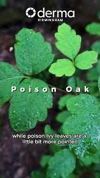 How to Recognize Poison Ivy, Oak, and Sumac