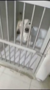 🆘 Este perrito es el mismo que se encontraba en la vereda Guamo Grande #Piedecuesta, dónde lo habían dejado abandonado hace un tiempo... Una persona de buen corazón se conmovió y lo llevo a la Veterinaria de Quinta granada. El estado de Niño🐶 es bastante crítico debido al severo cuadro de desnutrición que presenta, se requiere la ayuda de los buenos corazones, para costear sus exámenes y tratamiento. APORTES: ✓Nequi 312 4767405 ✓Directamente en la Veterinaria de Quinta granada, está ingresado 