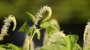 Sumpf-Lilie (Saururus cernuus): Stockvideos & Filmmaterial (100 % lizenzfrei) 4356107 | Shutterstock