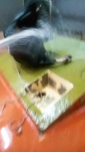 Cow Washing Techniques on the Farm