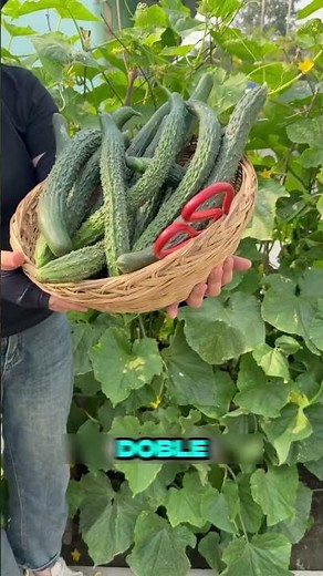 How to combine your vegetables for giant harvests 🌽🍉