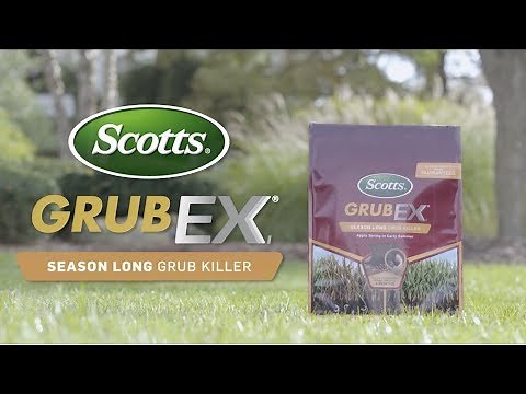 How to Kill and Prevent Grubs Using Scotts® GrubEx®