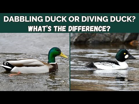 Dabbling Duck or Diving Duck - What's the difference?