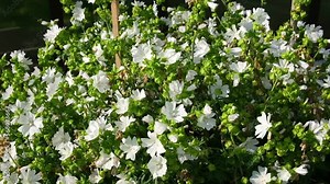 Malva alcea white perfection growing in a backyard. Common name is Greater musk-mallow, cut-leaved, vervain or hollyhock mallow. Floral background. Ornamental plant for landscaping. Garden design