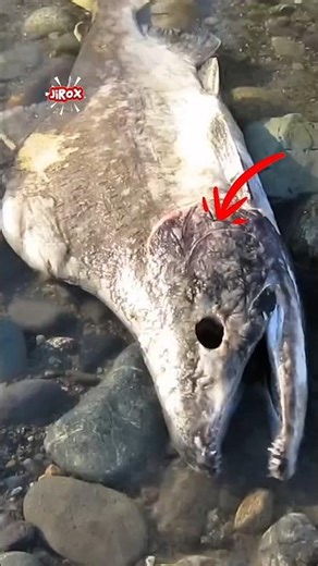 Why do salmon die after laying eggs?