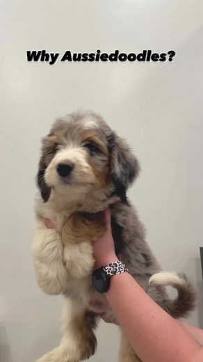 Aussiedoodles: The Best Breeds for Intelligent, Loyal Companions