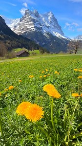 211K views · 10K reactions | Mountain spring in Switzerland  Sylvia Michel Photography #fbreels2025ツ #springday #switzerland #springvibes | Sylvia Michel Photography | Facebook