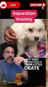 Pet Store Puppies That Will Melt Your Heart – Don’t Miss This!