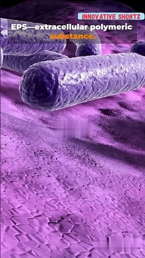 What is a Biofilm? (The Bacterial Fortress)