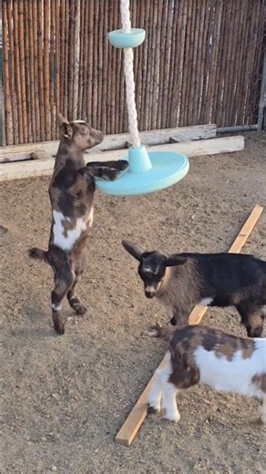 Average Day With Nigerian Dwarf Goats #BabyGoats #HomesteadLife #GoatLife #ninjawarrior #homestead