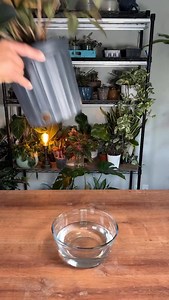 162K views · 297 reactions | This Rubber Plant has been with me for 9...