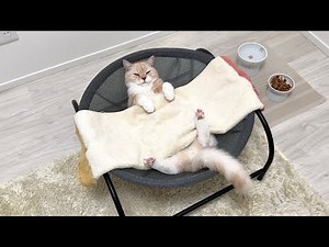 半年ぶりに遊びに来た猫をおもてなししたら極楽すぎてこうなっちゃいました…w