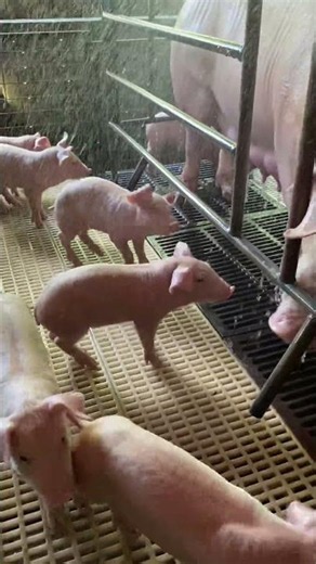 Keeping the piglets and their mother cool and comfortable. #backyardfarming #piglet #provincelife