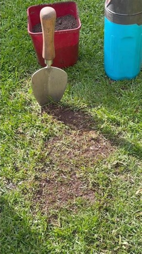 Repair Bare Lawn Patch