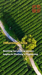 As spring arrives, the bustling tea-picking season has begun in Changxing County of Huzhou, east China's Zhejiang Province. #MorningChina #ExploringChina #Travel #nature #happy | China Plus Culture