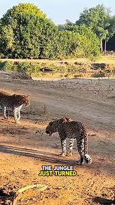 Unbelievable Leopard Death Battle! Savage Fight for Survival #leopardfight #wildlifebattle | Amazing Interesting Facts