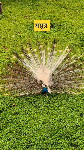 ময়ূর, গাজিপুর সাফারি পার্ক। Gazipur Safari Park #park #safari #parrot #birds