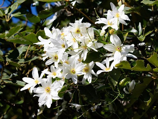 How To Grow And Care For Clematis - Bunnings Australia