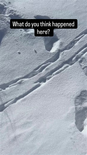 I’ll admit that I was wrong about what happened when I first saw this track, but after backtracking it a bit I realized what happened and it was still pretty cool! If I’d realized it from the beginning I would’ve gotten better video of both tracks. #thegroundbetweenus #conservation #animaltracks #outdoors