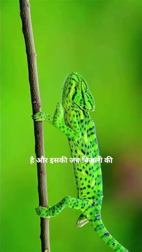 Deadly Chameleon Attack 😱 | Silent Hunter of Nature #facts #chameleon