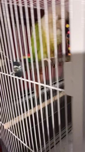 Bird Dancing to Bobble Head Fun